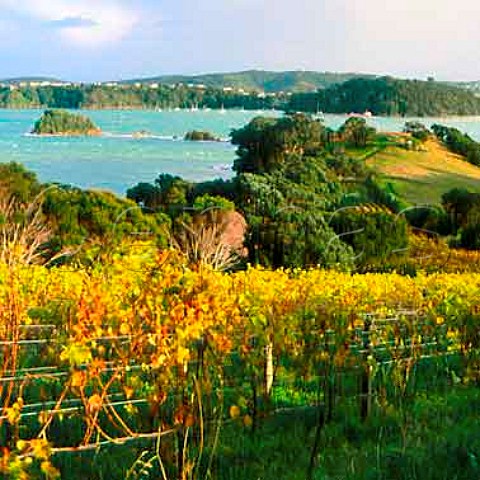 Autumnal vineyard of Te Whau   Waiheke Island New Zealand