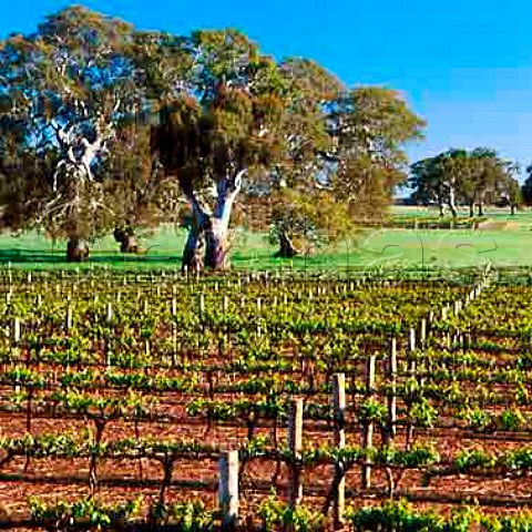 Majella vineyard Coonawarra South Australia