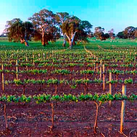 Majella vineyard Coonawarra South Australia