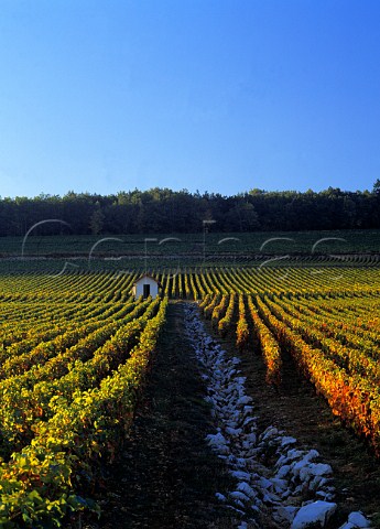 Drainage channel through autumnal vineyards on the   Hill of Corton AloxeCorton Cte dOr France   Corton  CortonCharlemagne