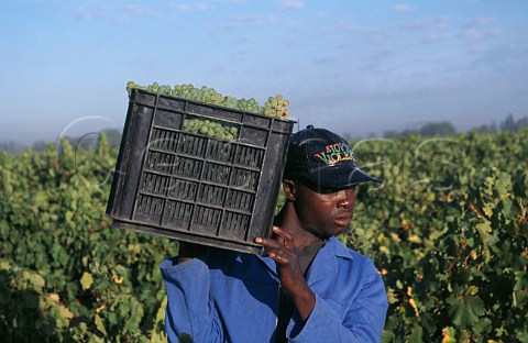 Harvesting Chenin Blanc grapes in vineyard of Villiera Estate Paarl South Africa