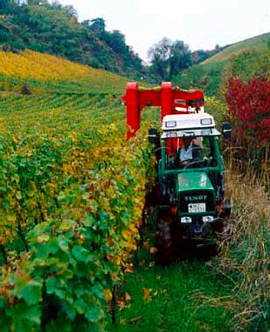 Machine harvesting of Riesling grapes in the Goldene   Luft vineyard Nierstein Germany   Rheinhessen
