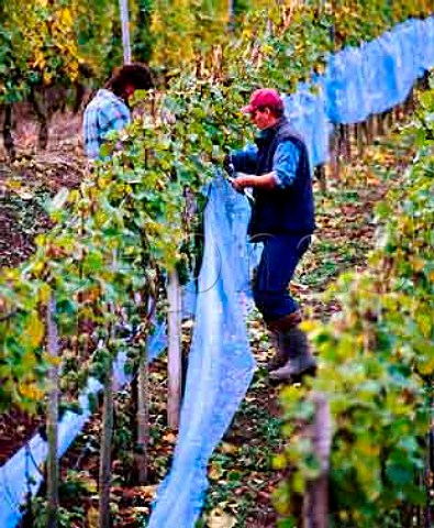 Covering Riesling vines with netting to protect   grapes that are destined for eiswein in the Abtsberg   vineyard of Maximin Grnhaus   Eitelsbach Ruwer Germany   Mosel