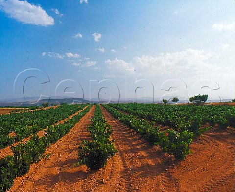 Vineyards near Mendavia La Rioja Spain       Rioja Baja