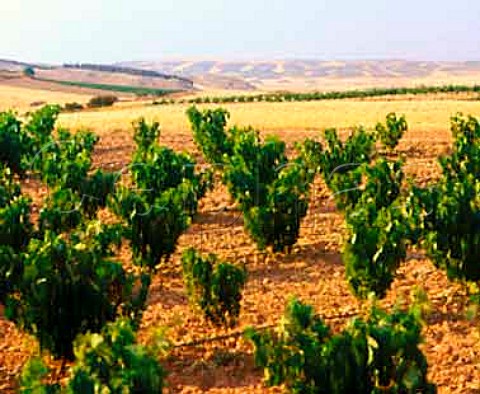 Vineyards near Mendavia La Rioja Spain     Rioja   Baja