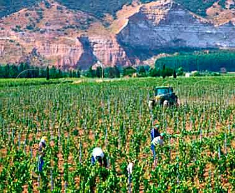 Tying back vines near Mendavia Spain Rioja Baja
