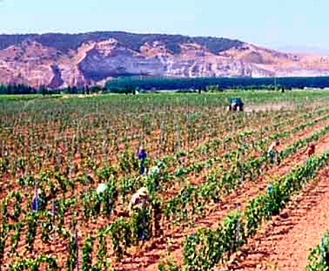 Tying back vines in vineyard near Mendavia Spain   Rioja Baja
