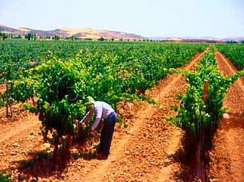 Tying up vines in vineyard of Barn de Ley  Mendavia La Rioja Spain    Rioja Baja