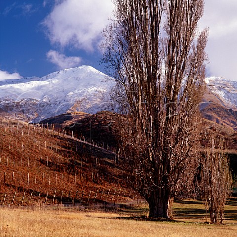 Drumlin Vineyard of Mount Edward with The Remarkables beyond Gibbston Central Otago   New Zealand
