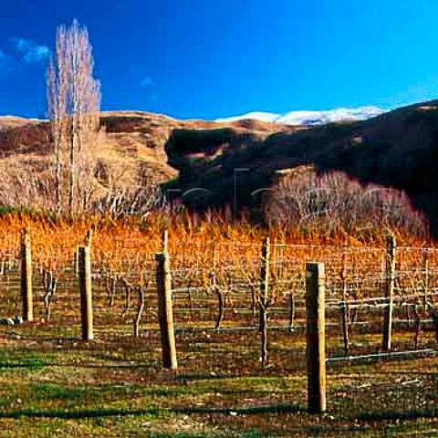 Winter in vineyard of Olssens of Bannockburn   Bannockburn Central Otago New Zealand