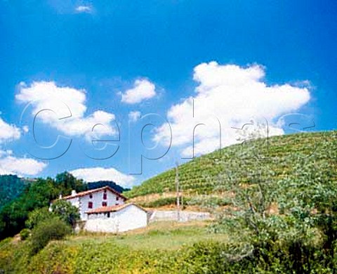 Vineyard and farmhouse Ascarat    PyrnesAtlantiques France   Iroulguy