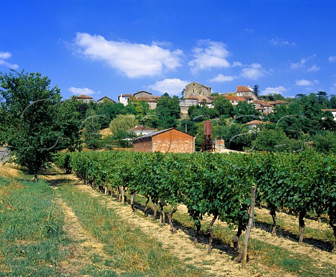 Vineyard at StMont Gers France     Ctes de StMont  Ctes de Gascogne  Armagnac
