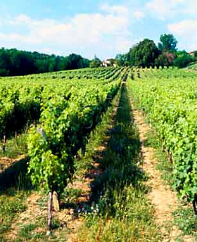 Vineyard at St MartindArmagnac Gers France    Ctes de Gascogne  Armagnac