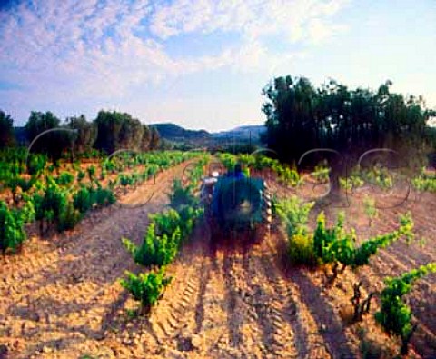 Spraying in vineyard near Salas Altas   Aragon  Spain    Somontano