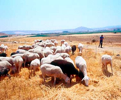 Sheep grazing near Ausejo La Rioja Spain         Rioja Baja