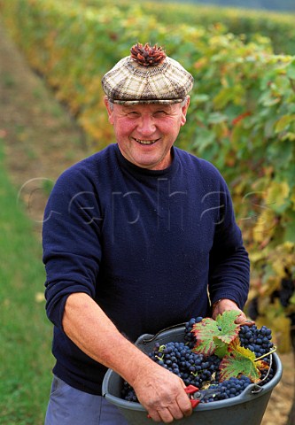 Picker with Pinot Noir grapes in   CroixHaute vineyard Arcenant   Cte dOr France    Hautes Ctes de Nuits