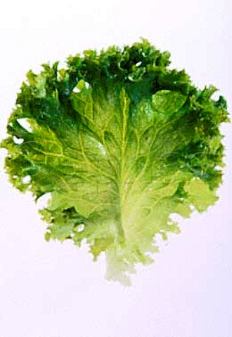 Lollo verde lettuce