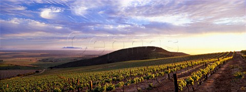 Groote Post Vineyards in the Darling Hills    Darling South Africa   Swartland