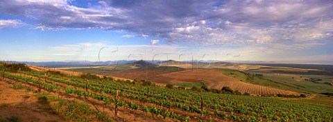 Groote Post Vineyards in the Darling Hills   Darling South Africa  Swartland