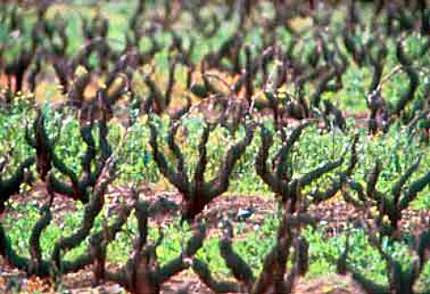 Old bush vines in winter on the   Altydgedacht Estate Durbanville   South Africa