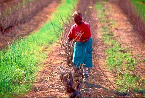 Winter pruning in vineyard of Bloemendal   Estate Durbanville   South Africa
