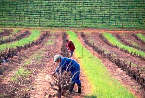 Winter pruning in vineyard of Bloemendal   Estate Durbanville   South Africa
