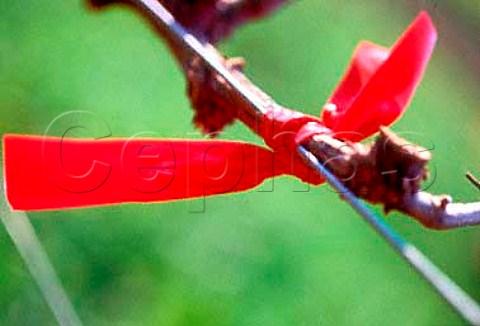 Vine tied up after pruning   Nitilda Estate Durbanville   South Africa