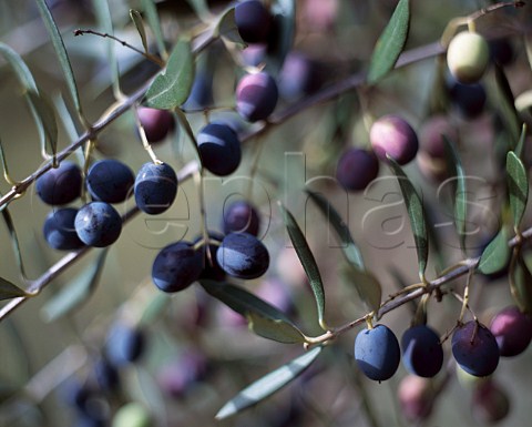 Ripe olives which go to make Prato Lungo olive oil   of Long Meadow Ranch St Helena Napa Valley  California