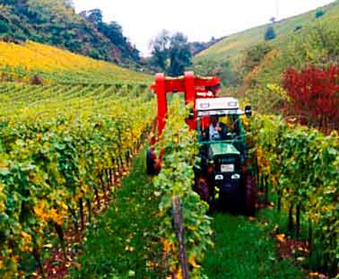 Machine harvesting of Riesling grapes in the Goldene   Luft vineyard Nierstein Germany   Rheinfront    Rheinhessen