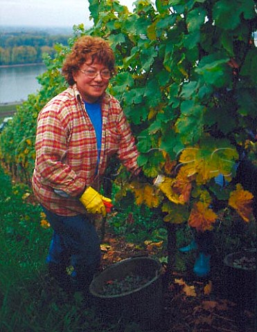 Harvesting Riesling grapes in the Pettenthal   vineyard Nackenheim Germany   Rheinfront  Rheinhessen