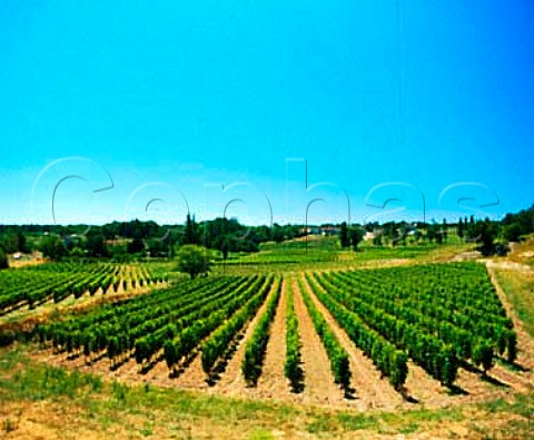 Vineyard at Puisseguin Gironde France    PuisseguinStmilion  Bordeaux