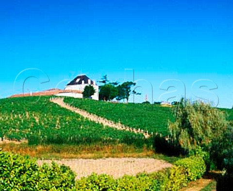 Vineyard at Chteau Tournefeuille  NacChevrol    Gironde France   LalandedePomerol