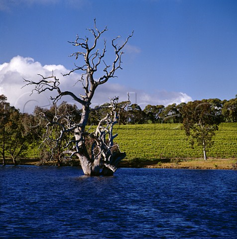 Dead gum tree in irrigation dam in Heggies Vineyard   of Yalumba Eden Valley South Australia