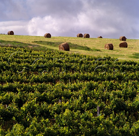 Straw bales in field by Heggies Vineyard Eden Valley South Australia Barossa
