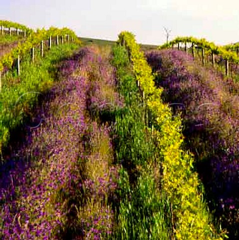 Salvation Jane flowering in spring between vineyard   rows on Mountadam estate Eden Valley   South Australia