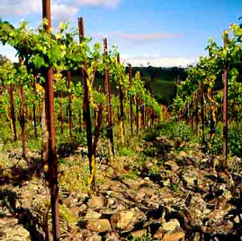 Riesling vines in Orlandos Steingarten vineyard   Rowland Flat South Australia   Barossa Valley