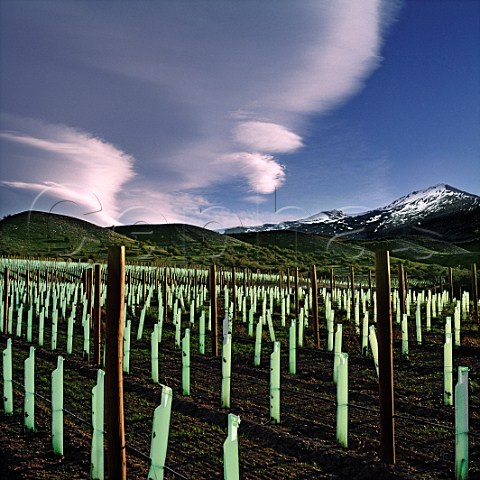 Newlyplanted Wentworth Vineyard of Peregrine with The Remarkables beyond Gibbston Central Otago New Zealand