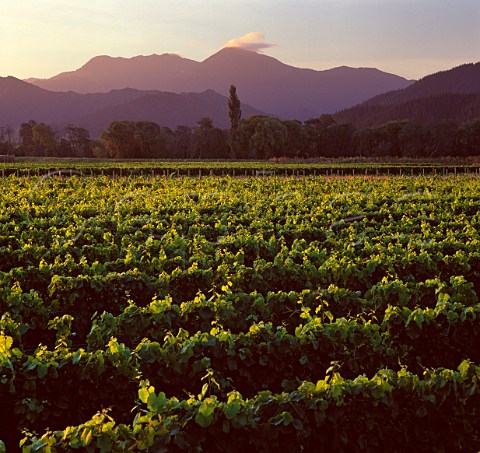 Herzog vineyard with the Richmond Ranges beyond  Blenheim New Zealand  Marlborough