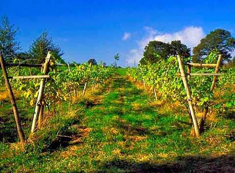 Avalon Organic Vineyard Glastonbury Somerset   England