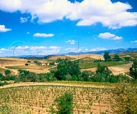 Artesa vineyards Napa California  Carneros AVA