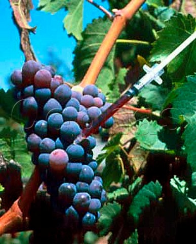 Bunch of grapes with hypodermic syringe