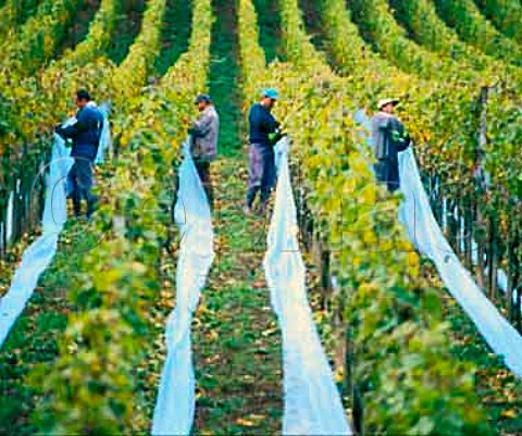 Covering Riesling vines with netting to protect   grapes that are destined for eiswein in the Abtsberg   vineyard of Maximin Grnhaus   Mertesdorf Ruwer Germany    Mosel