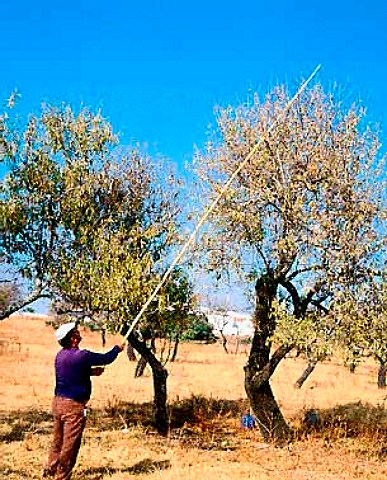 Almond harvest Algarve Portugal