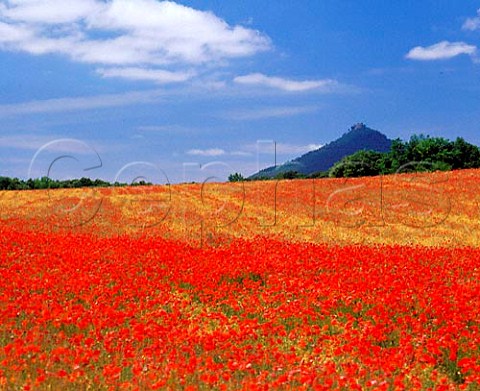Poppy field at Ayegui near Estella Navarra Spain