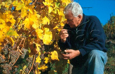 Leonard Humbrecht tasting his botrytised   grapes  Domaine ZindHumbrecht   Turckheim HautRhin France  Alsace