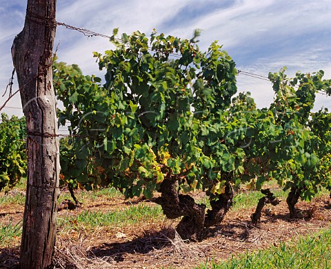 100year old Tannat vines in vineyard of   Los Cerros de San Juan Colonia Uruguay