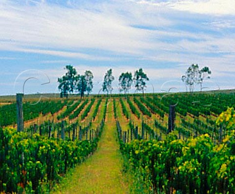 Vineyard including Tannat of   Los Cerros de San Juan Colonia Uruguay