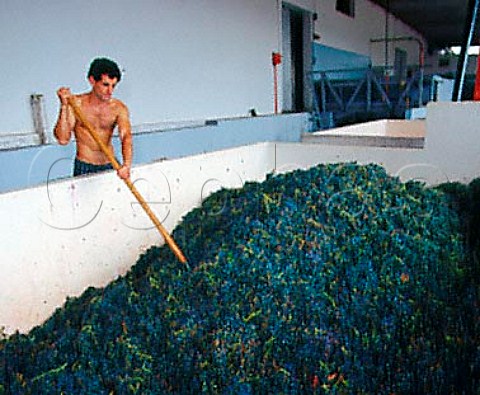 Harvested Tannat grapes in the receiving hopper at   Vitivinicolas Dante Irurtia Carmelo Colonia   Uruguay