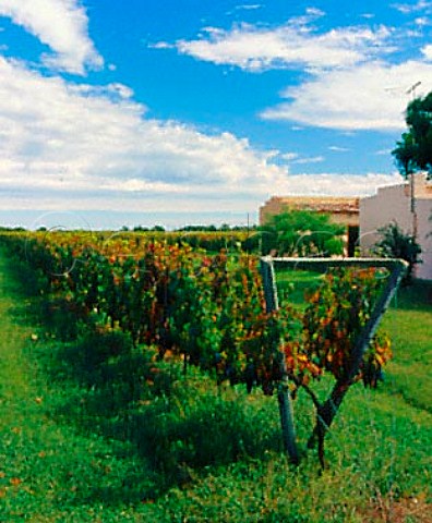Pinot Noir vineyard of Vitivinicolas Dante Irurtia   Carmelo Colonia Uruguay