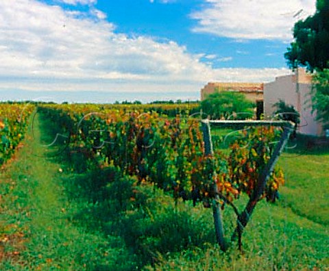 Pinot Noir vineyard of Vitivinicolas Dante Irurtia   Carmelo Colonia Uruguay